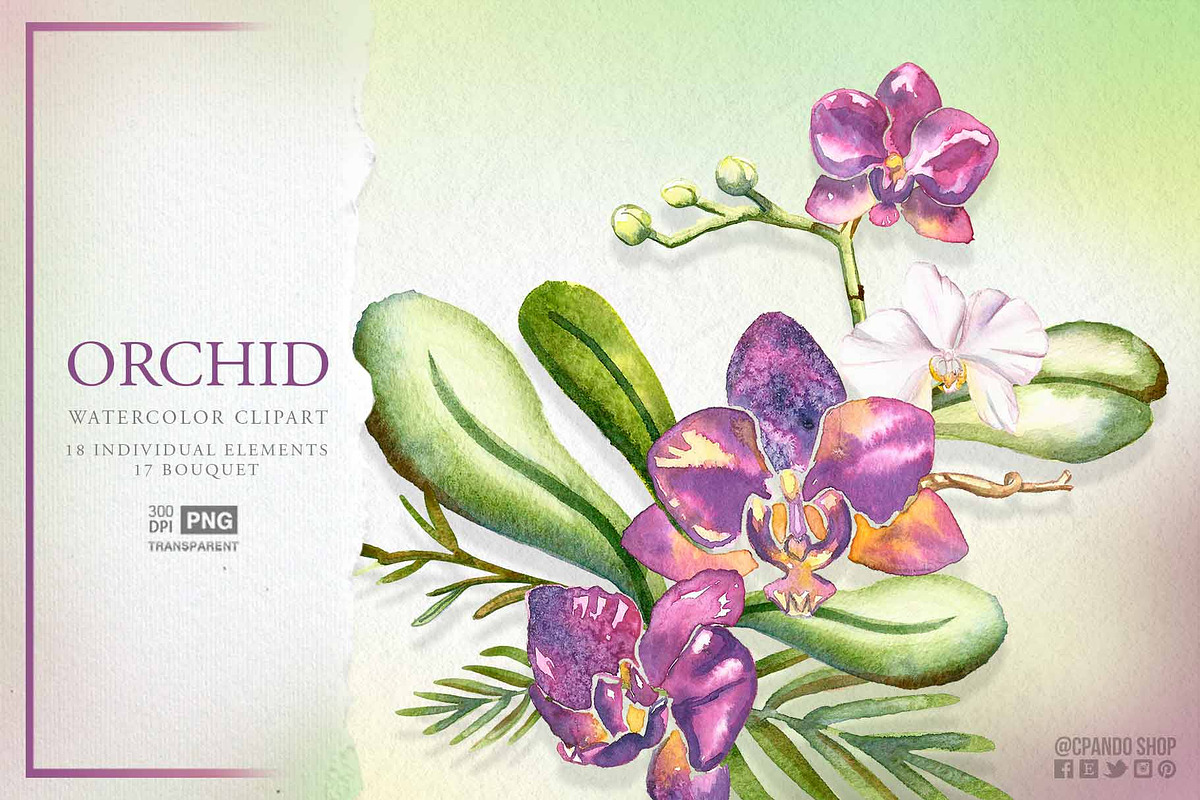 Orchid watercolor flower clipart in Illustrations - product preview 8