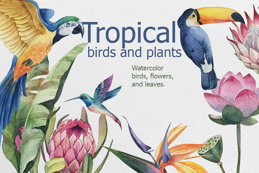 Tropical birds and flowers