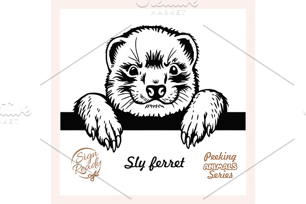 Peeking Sly ferret - Funny ferret