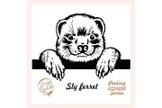 Peeking Sly ferret - Funny ferret