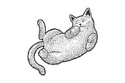 cat sleeping on back sketch vector