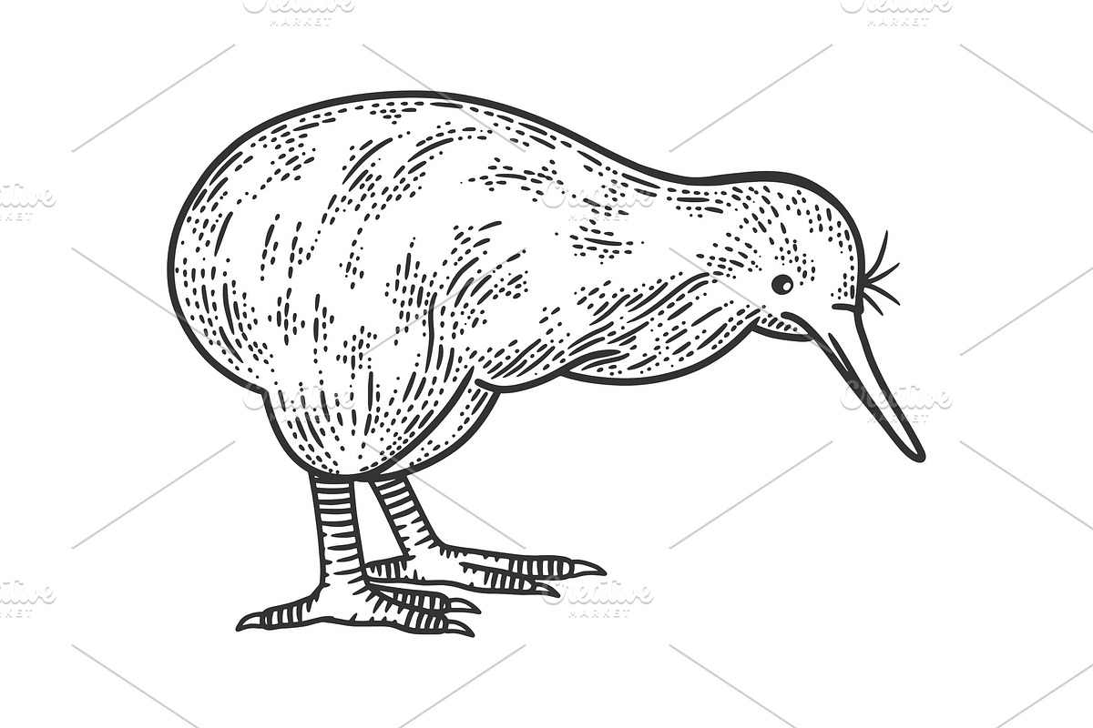 Kiwi bird sketch vector illustration in Illustrations - product preview 8
