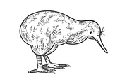 Kiwi bird sketch vector illustration