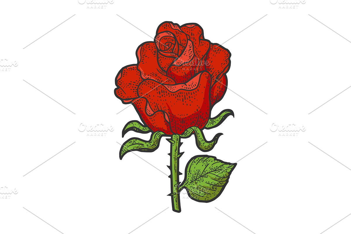 Red Rose flower sketch vector in Illustrations - product preview 8