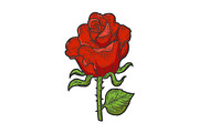 Red Rose flower sketch vector