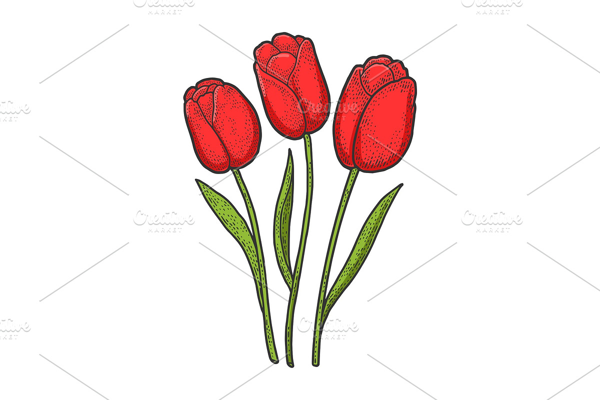 Tulip red flowers color sketch in Illustrations - product preview 8