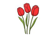 Tulip red flowers color sketch