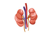 Human kidney organ vector