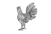 rooster in the crown sketch vector
