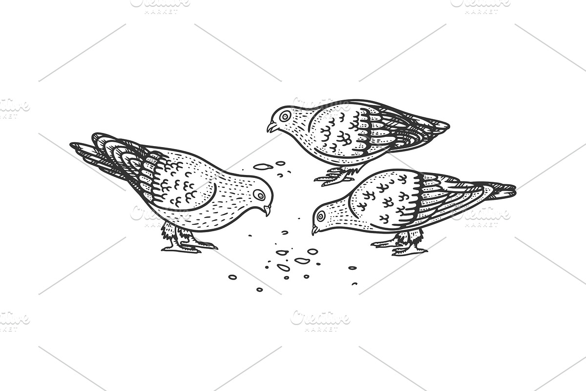pigeons peck seeds sketch vector in Illustrations - product preview 8