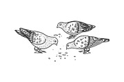pigeons peck seeds sketch vector