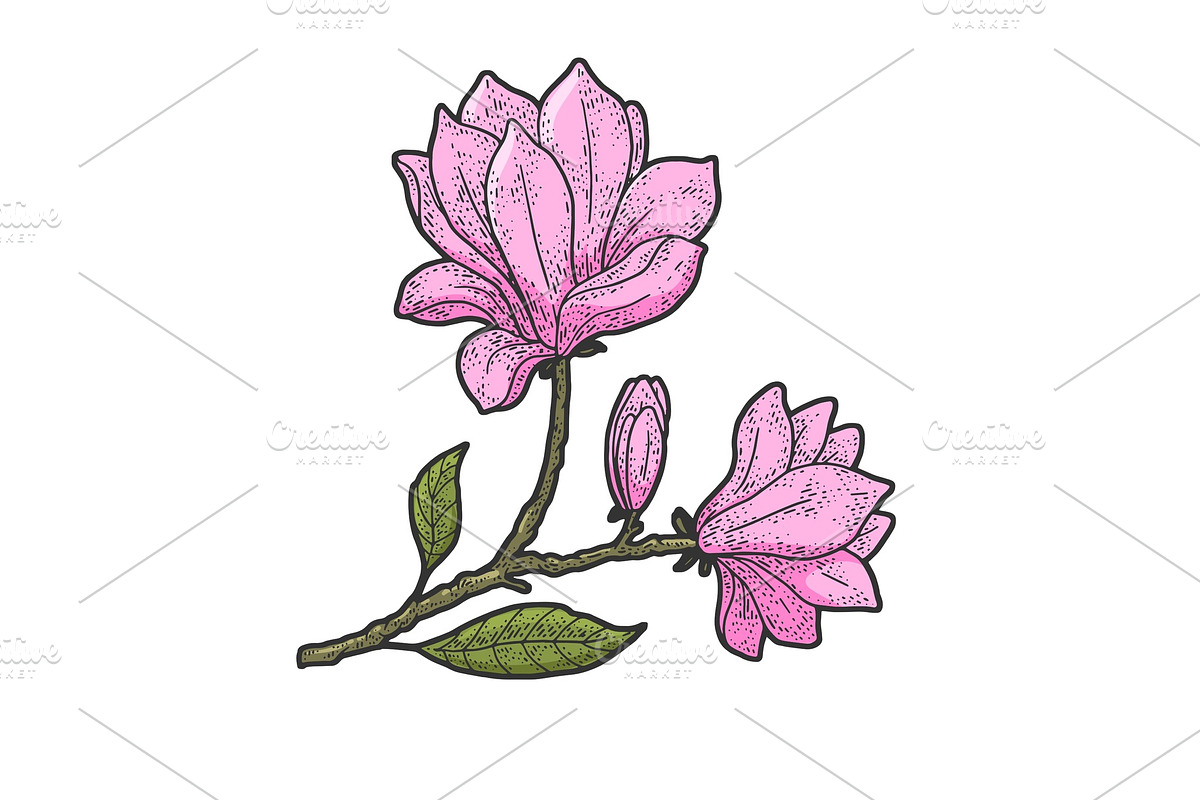 Magnolia flower sketch vector in Illustrations - product preview 8
