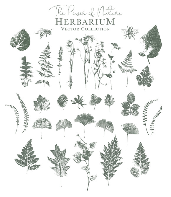 Herbarium: Vector Labels in Business Card Templates - product preview 7