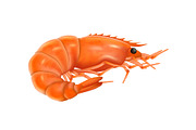 Cooked shrimp realistic vector