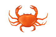 A Crab vector illustration in