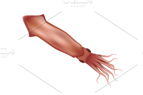 Squid realistic vector illustration