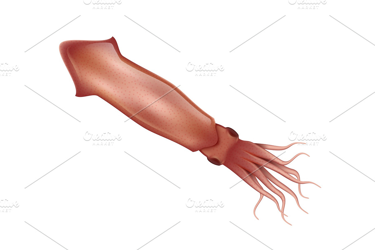 Squid realistic vector illustration in Illustrations - product preview 8