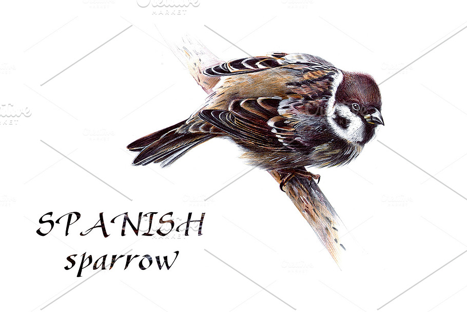 Spanish sparrow in Illustrations - product preview 8
