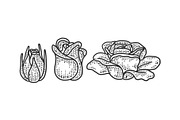 Rose blooming stages sketch vector