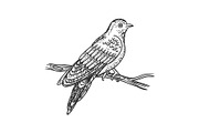 cuckoo bird sketch vector