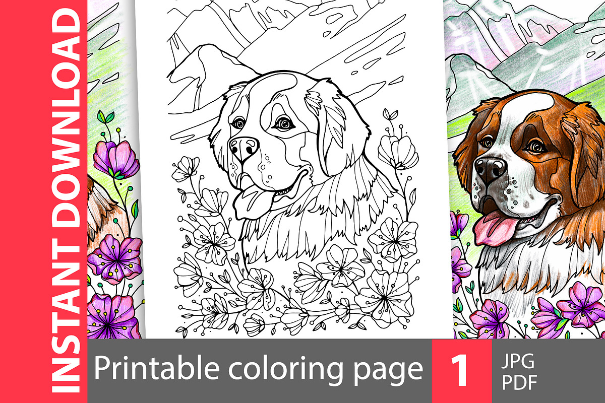 Saint Bernard coloring page in Illustrations - product preview 8