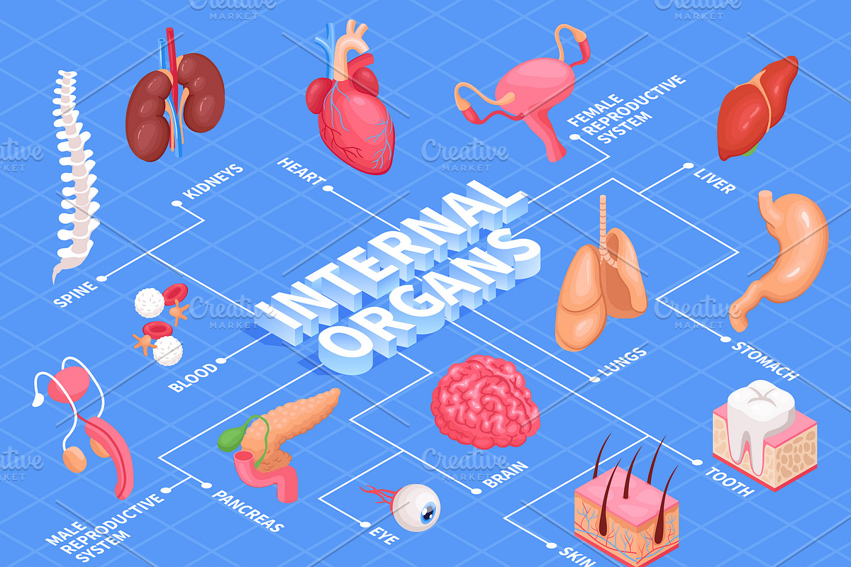 Human organs flowchart in Illustrations - product preview 8