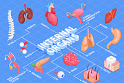 Human organs flowchart