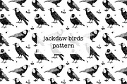 Jackdaw birds pattern