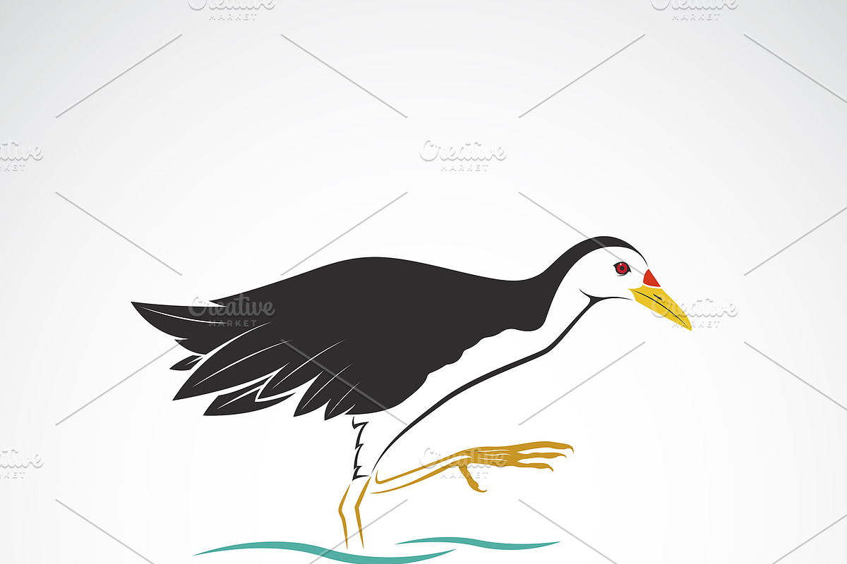 White breasted waterhen. Birds. in Illustrations - product preview 8