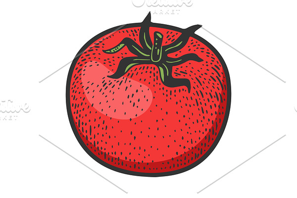Tomato vegetable sketch vector