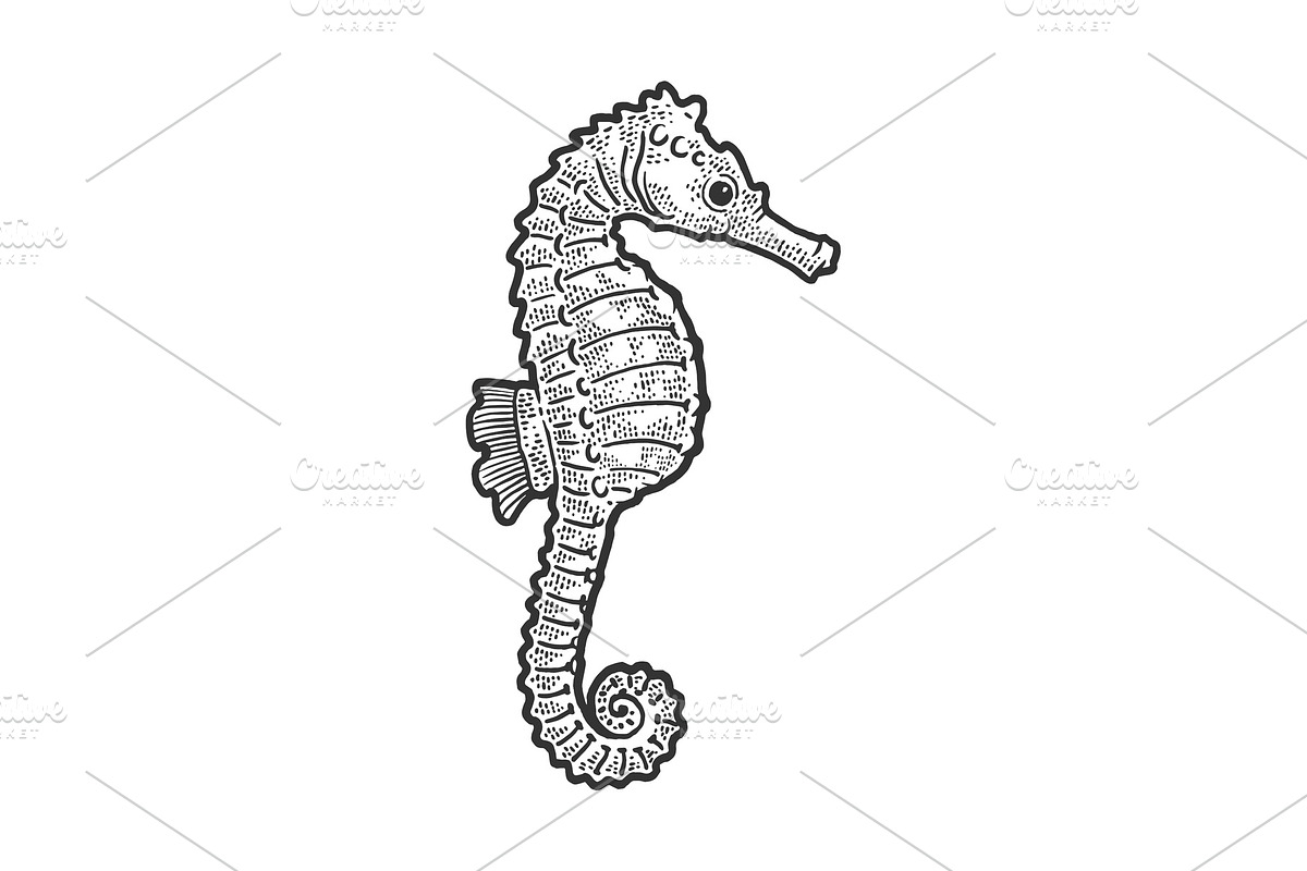 Sea horse animal sketch vector in Illustrations - product preview 8