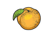 Peach fruit sketch vector