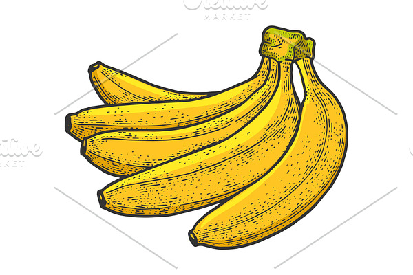 Banana fruit sketch vector