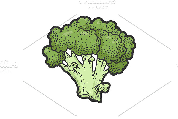 Broccoli vegetable sketch vector