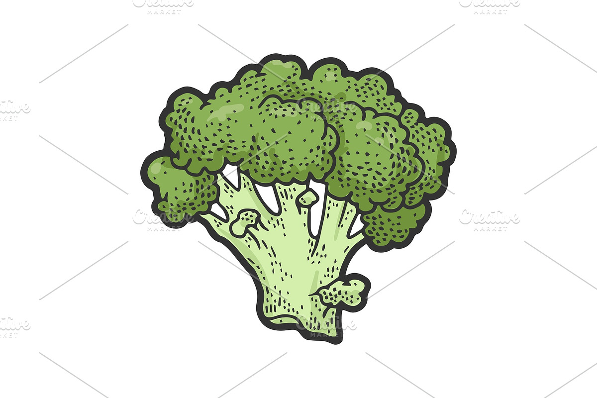 Broccoli vegetable sketch vector in Illustrations - product preview 8