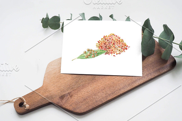 Watercolor spices, fruits in Illustrations - product preview 3