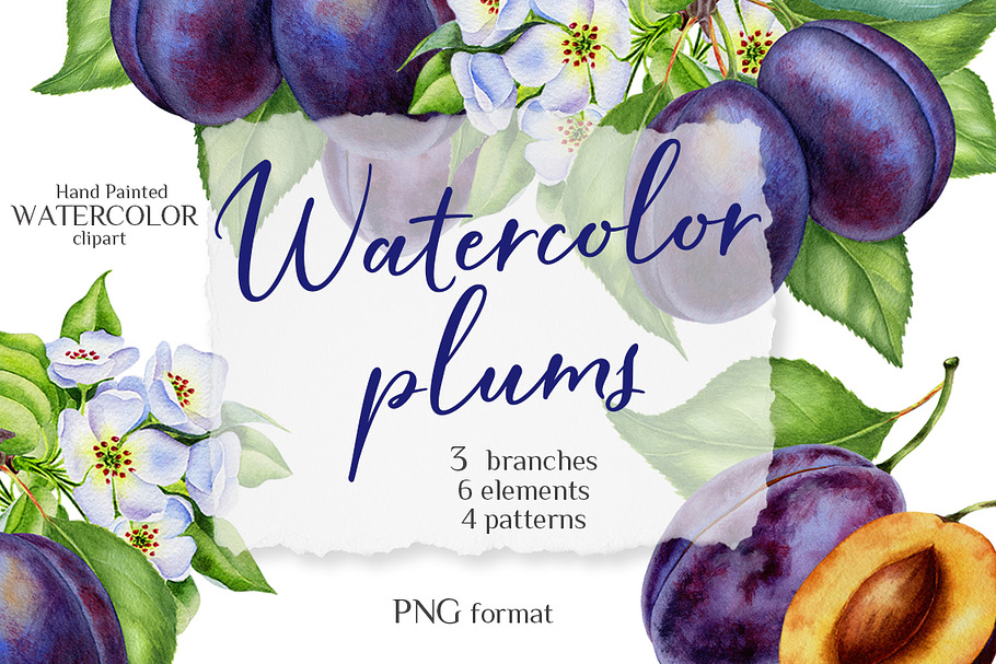 Watercolor plums in Illustrations - product preview 8