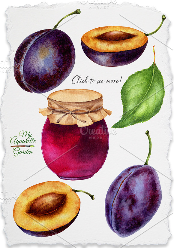 Watercolor plums in Illustrations - product preview 1