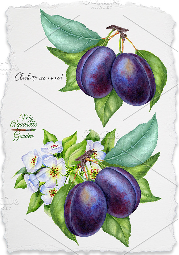 Watercolor plums in Illustrations - product preview 2