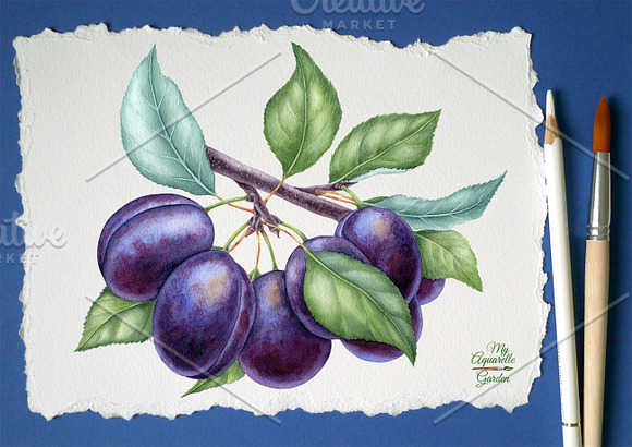 Watercolor plums in Illustrations - product preview 3