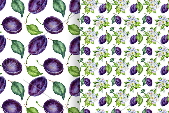 Watercolor plums in Illustrations - product preview 5
