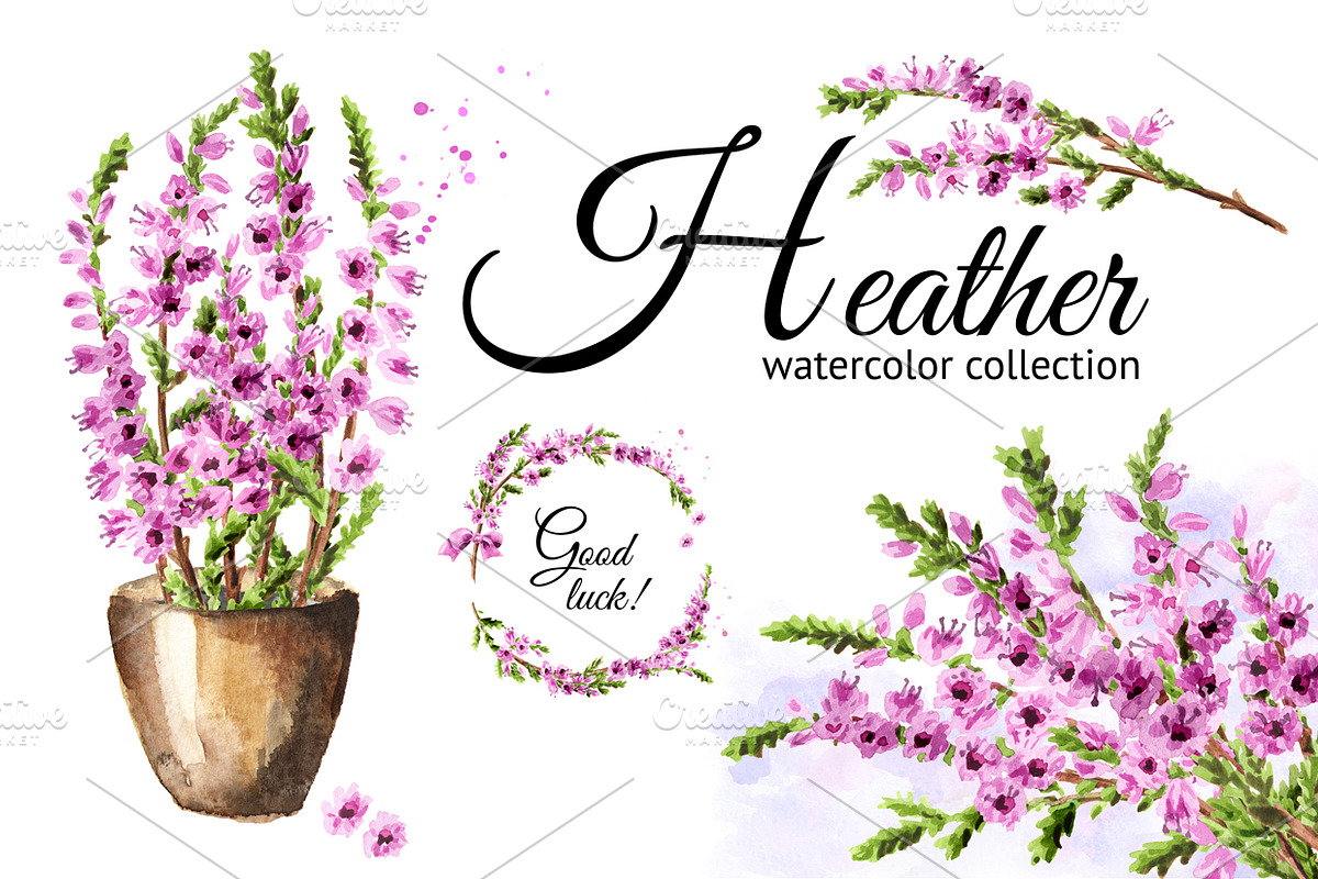 Heather. Watercolor collection in Illustrations - product preview 8