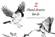 Hand drawn birds