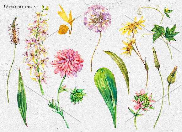 Watercolor meadow herbs&flowers in Illustrations - product preview 1