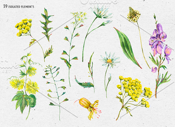 Watercolor meadow herbs&flowers in Illustrations - product preview 2