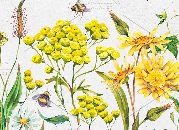 Watercolor meadow herbs&flowers in Illustrations - product preview 9