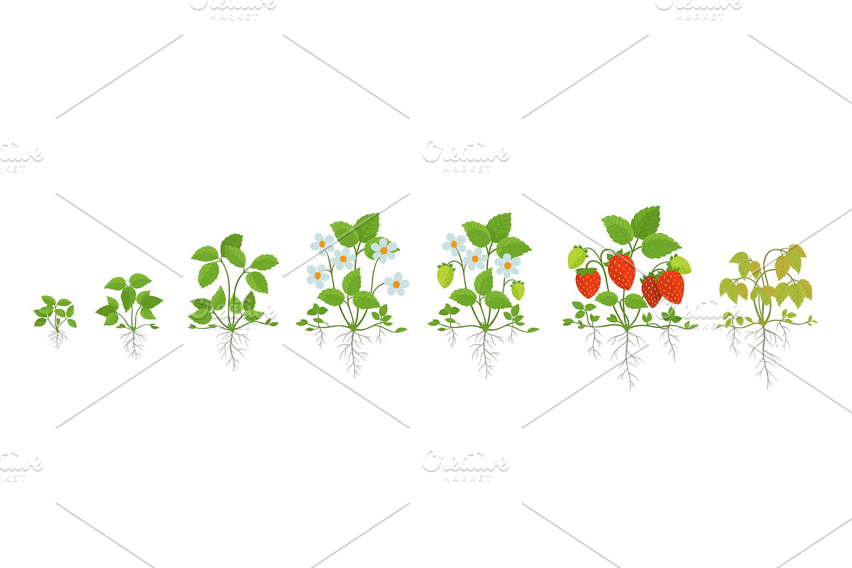 Strawberry plant growth stages in Illustrations - product preview 8