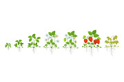 Strawberry plant growth stages