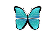 Morpho Peleides Butterfly Vector