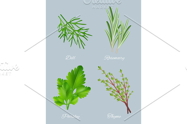 Green herbs. Realistic species for